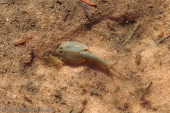 Triops longicaudatus swimming in the potholes